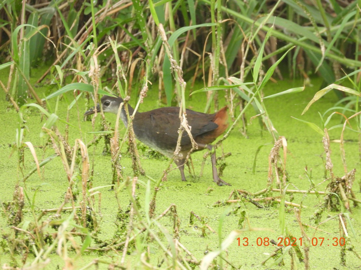 White-breasted Waterhen - ML360881741