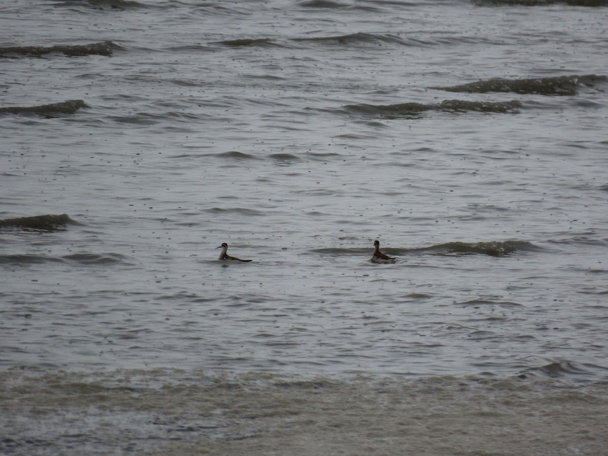 Red-necked Phalarope - Laura Burke