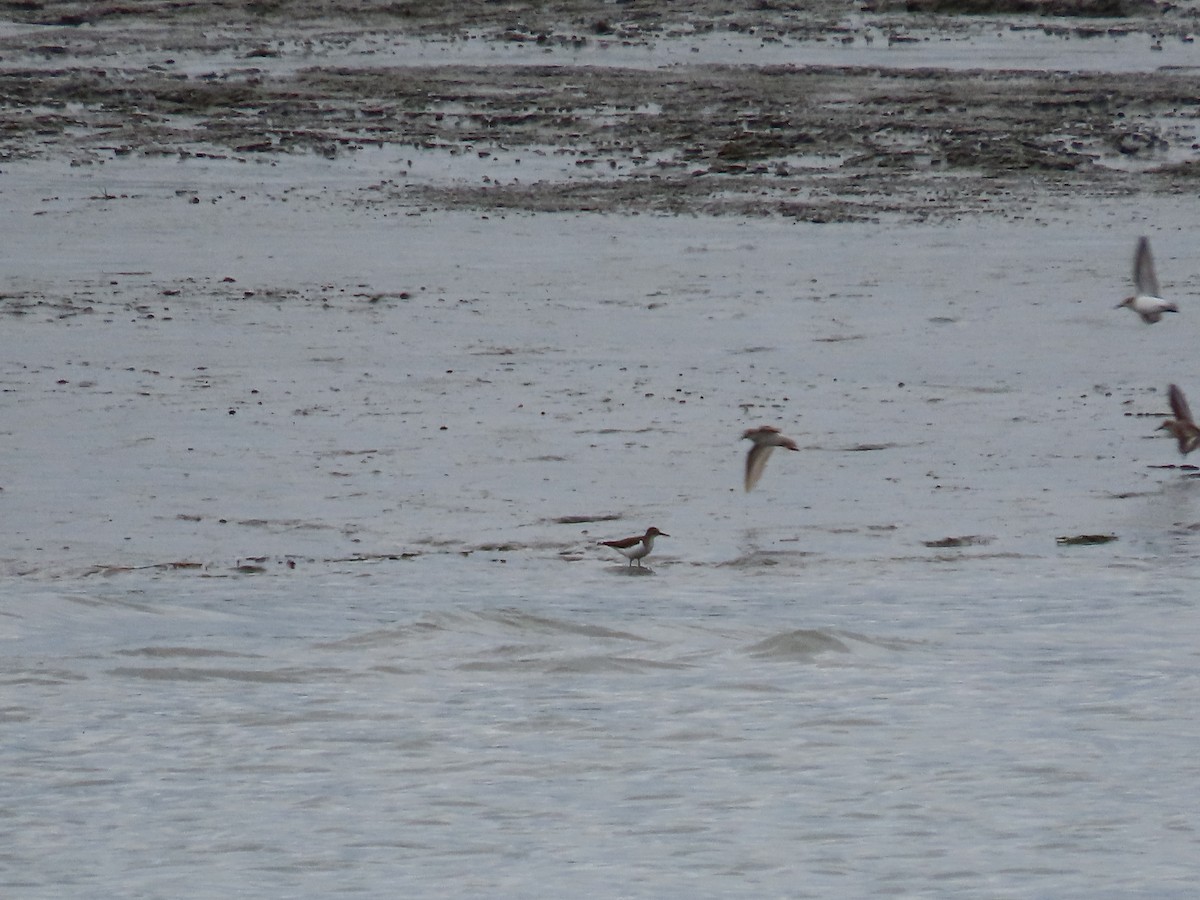 Spotted Sandpiper - Laura Burke