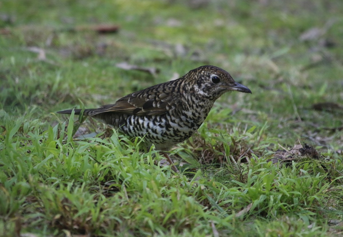 Bassian Thrush - Ian Davies