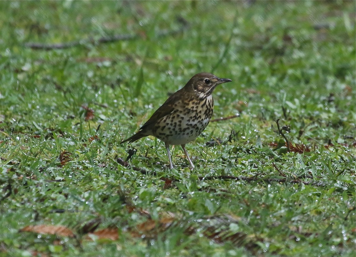 Song Thrush - ML360883231