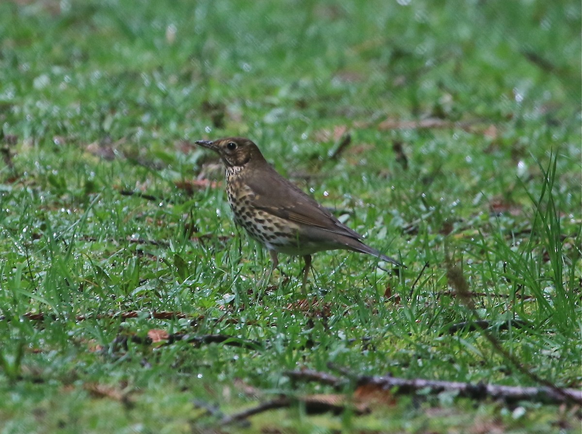 Song Thrush - ML360883261
