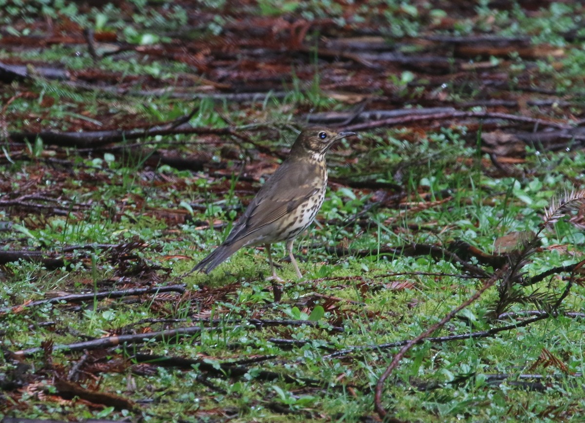 Song Thrush - ML360883271