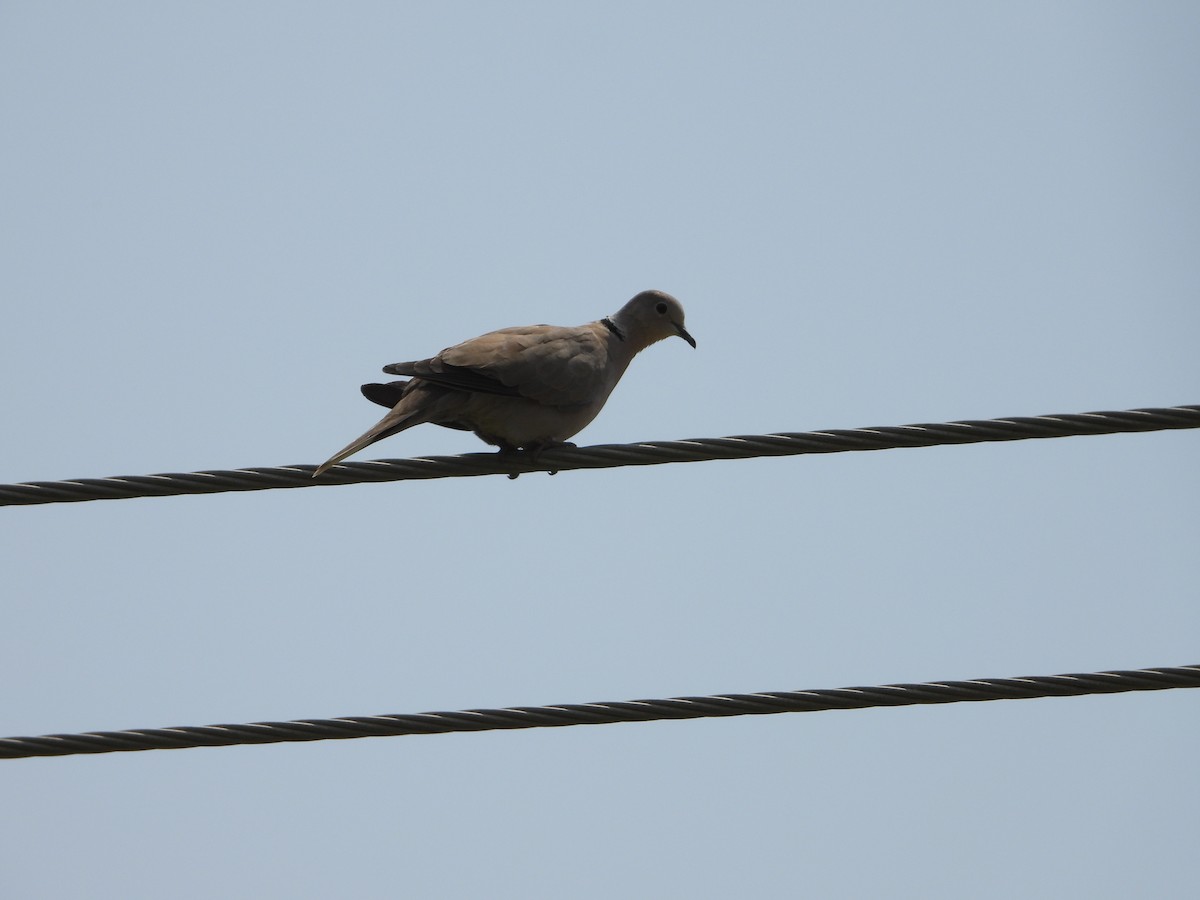 Eurasian Collared-Dove - ML360884241