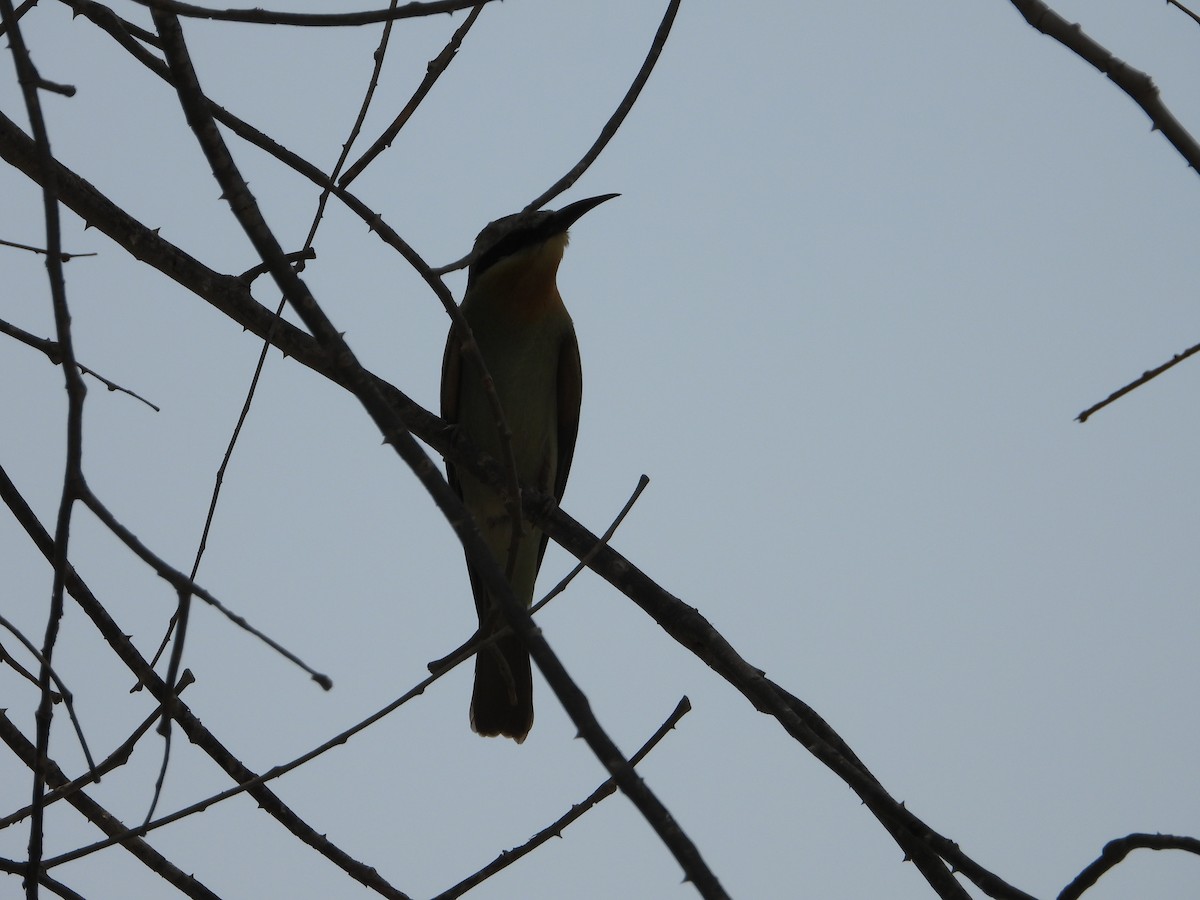 Blue-cheeked Bee-eater - ML360884301