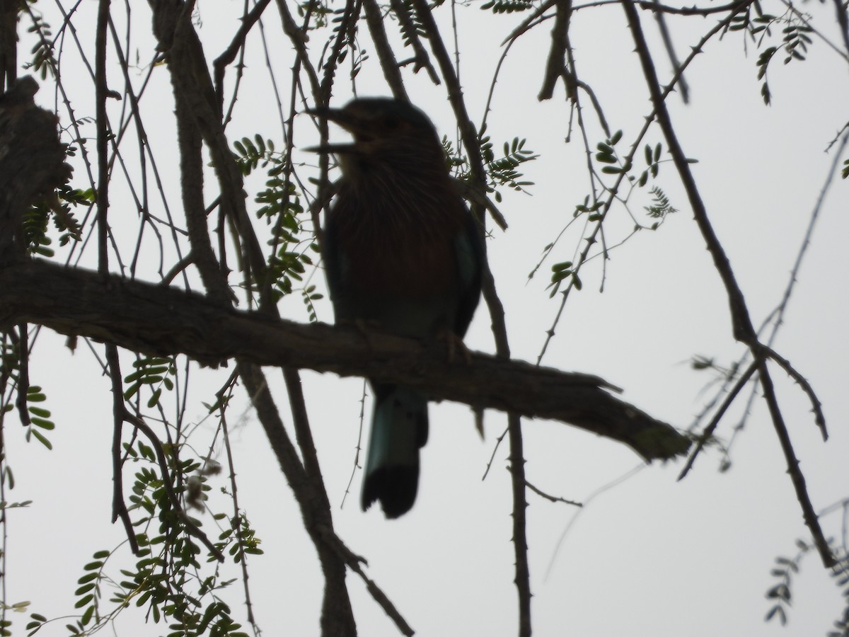 Indian Roller - ML360884311