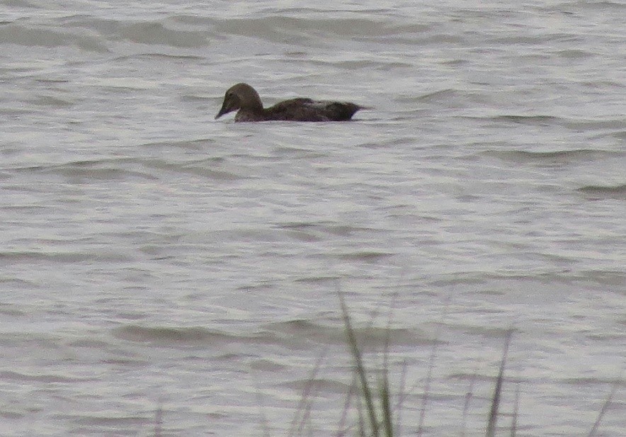 King Eider - ML360884471