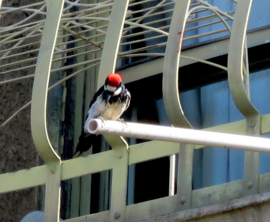 Acorn Woodpecker - ML360884531