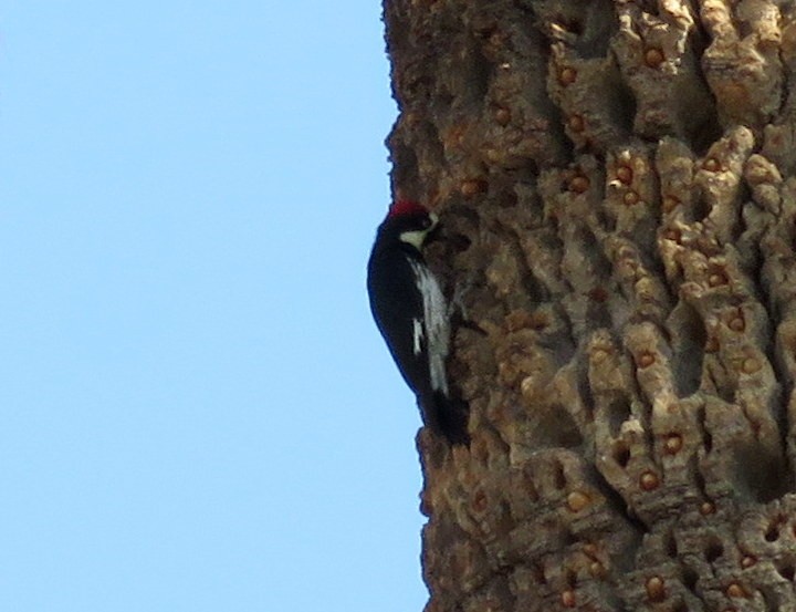 Acorn Woodpecker - ML360884541