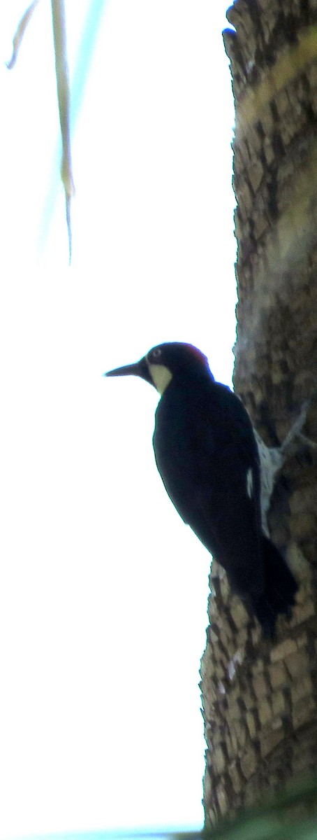 Acorn Woodpecker - ML360884551