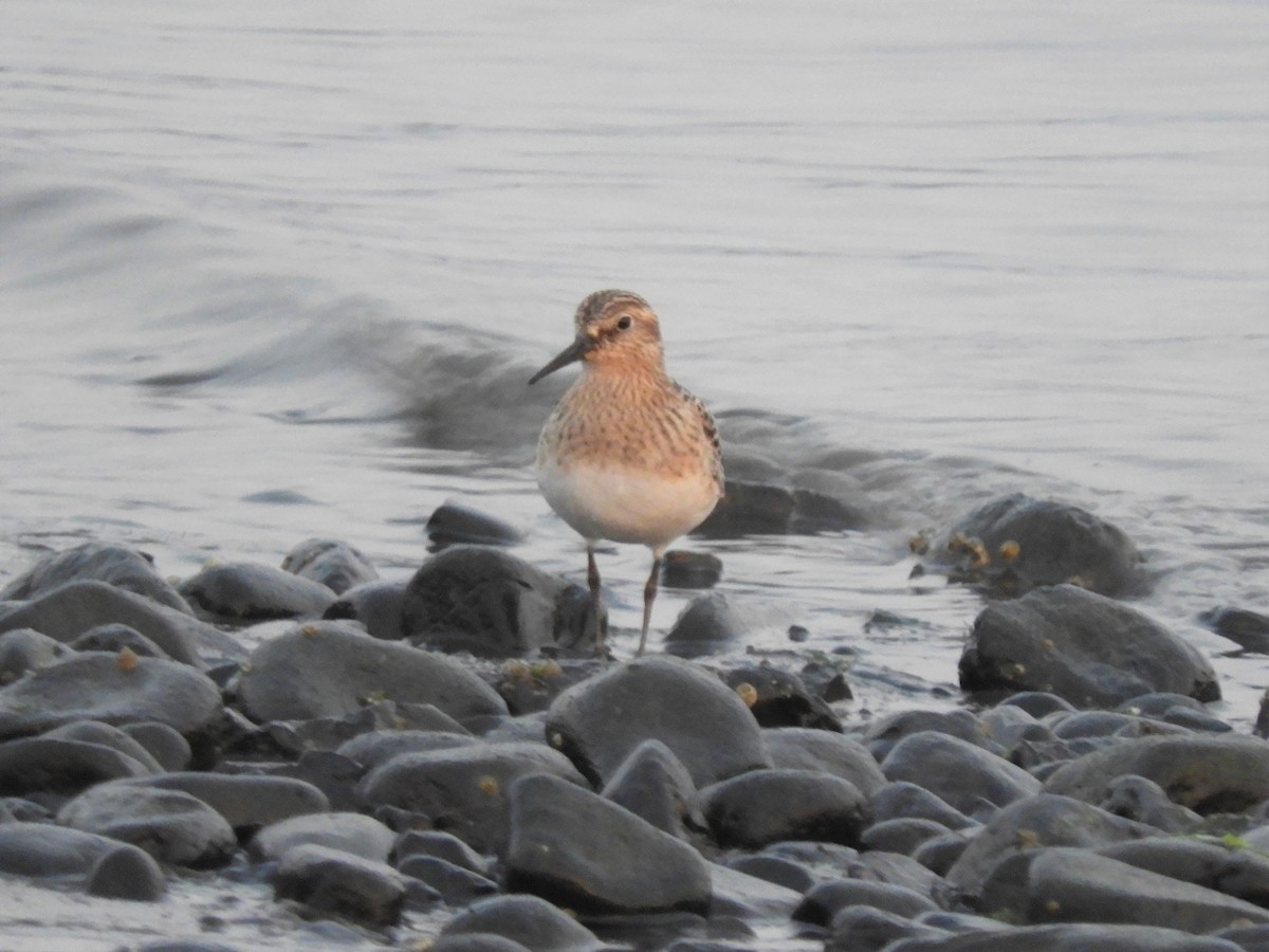 Baird's Sandpiper - Cliff Cordy