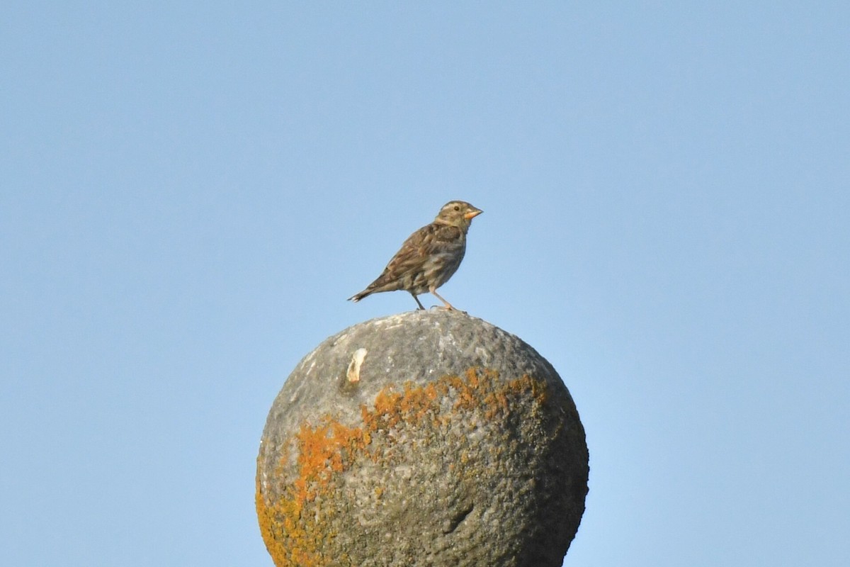 Rock Sparrow - ML360885431