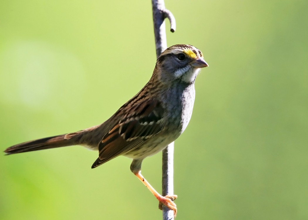 White-throated Sparrow - ML36088631