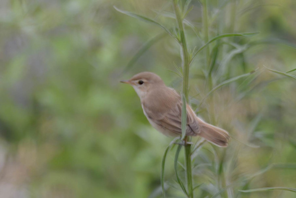 Booted Warbler - ML360887491