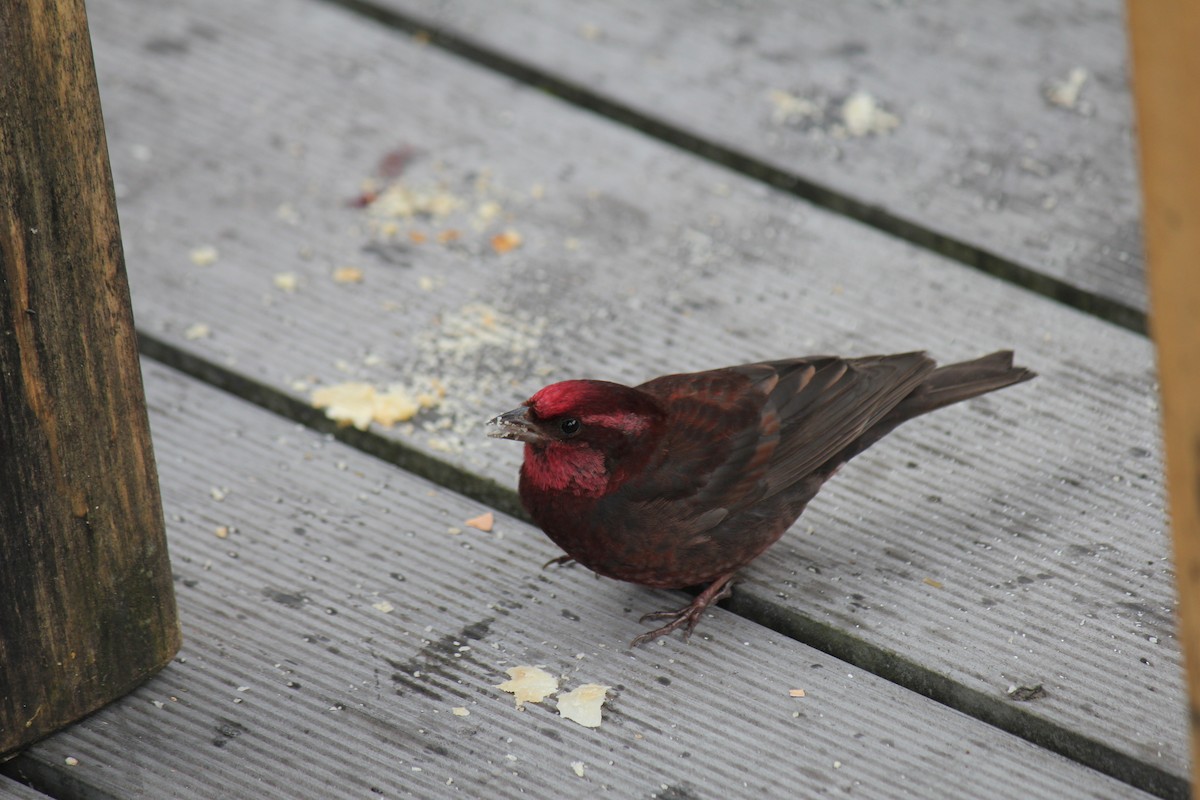 Dark-breasted Rosefinch - ML360889761