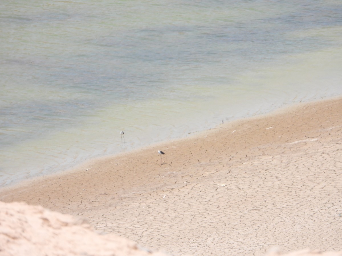 Black-winged Stilt - ML360890261