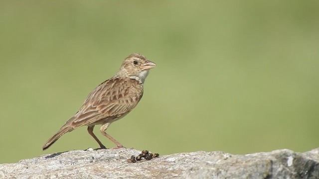 Singing Bushlark (Singing) - ML360894761