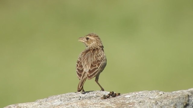 skřivan zpěvný [skupina cantillans] - ML360895201