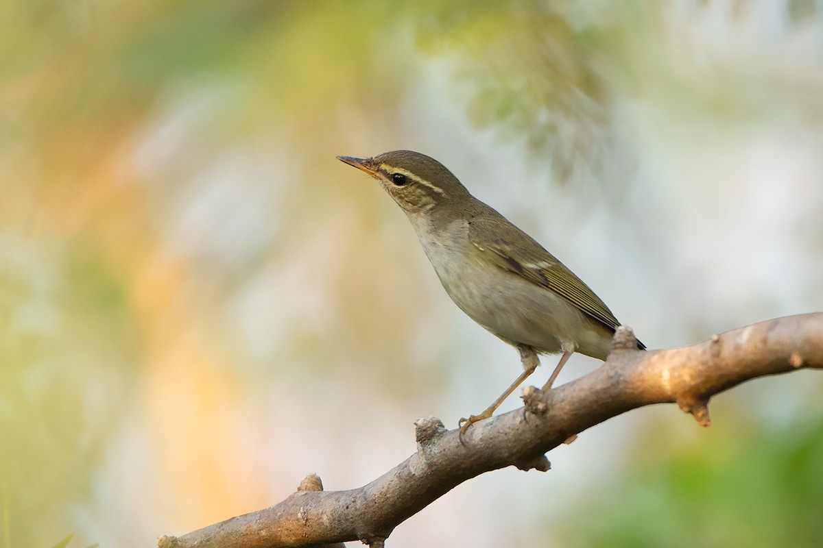 Mosquitero de Kamtchatka - ML360895471