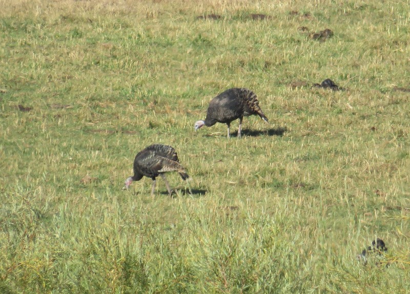 Wild Turkey - ML36089601