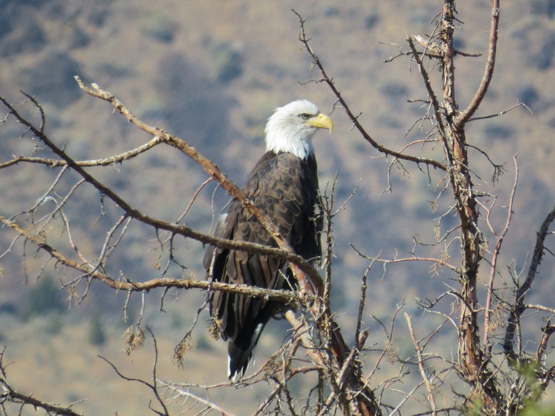 Bald Eagle - ML36089621