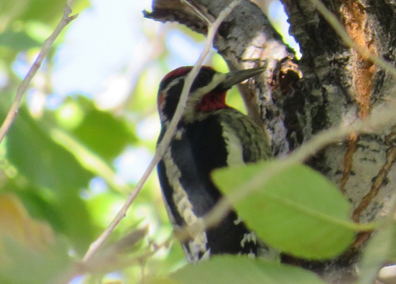 Red-naped Sapsucker - ML36089641