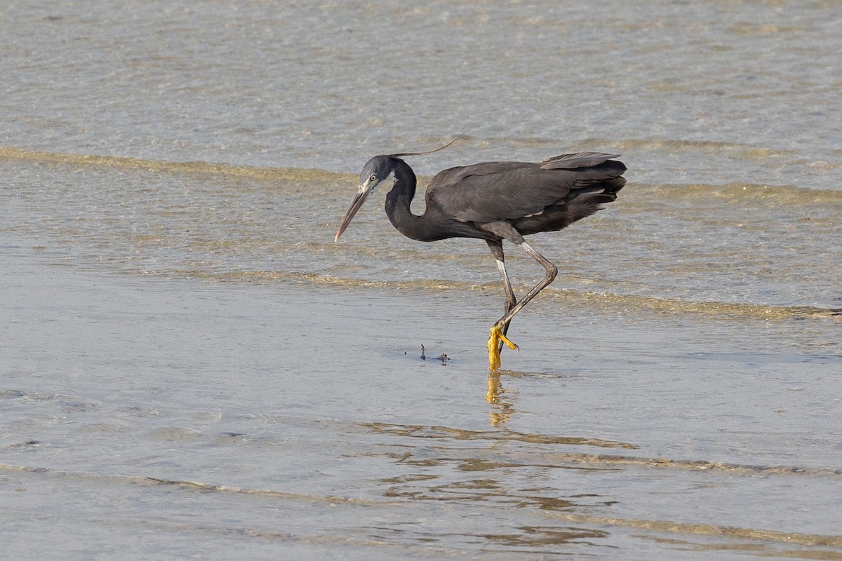 Western Reef-Heron - Nikos Mavris