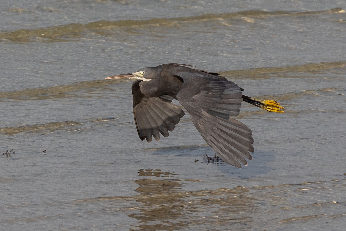 Western Reef-Heron - Nikos Mavris