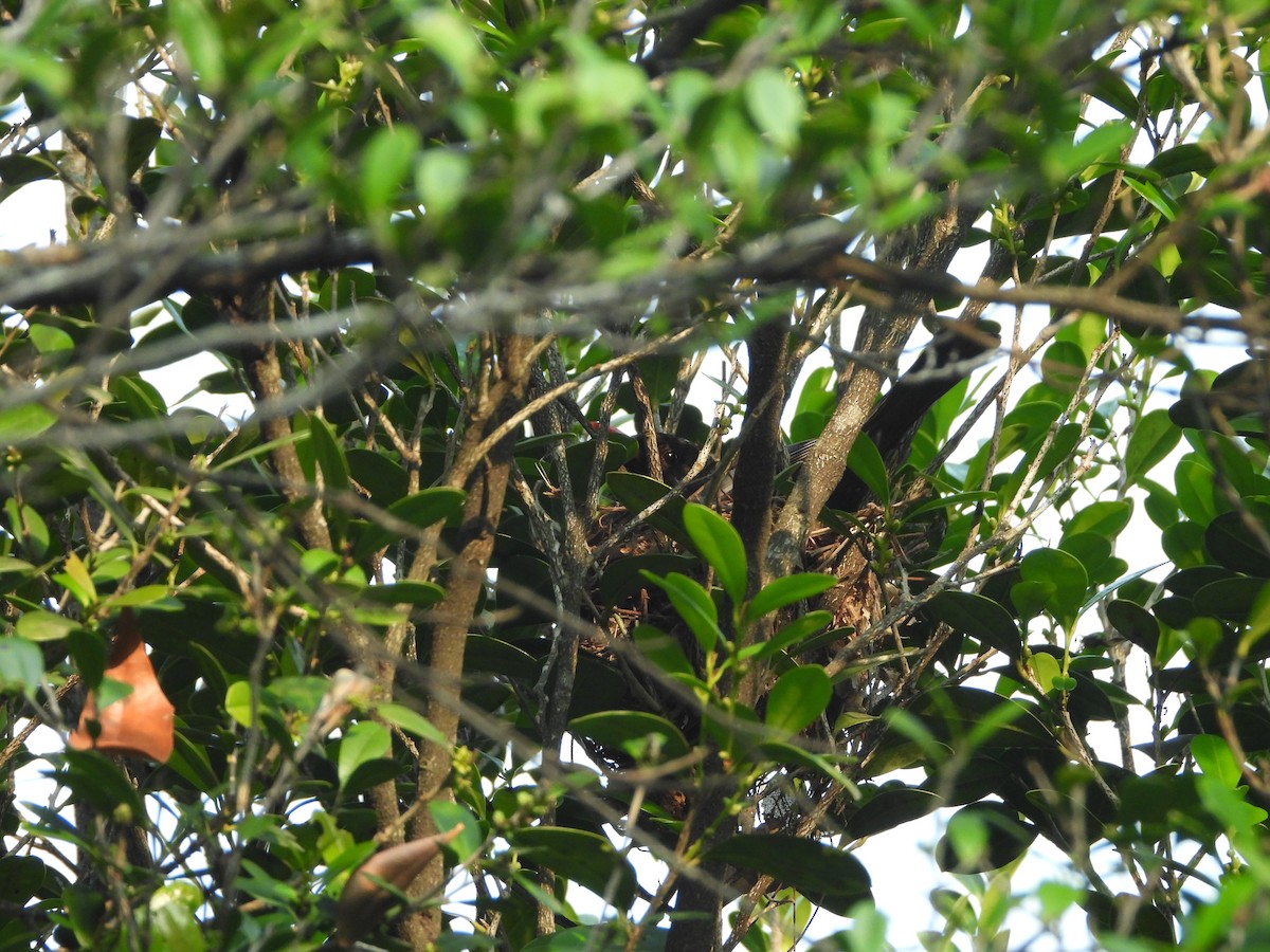 Black Bulbul - 承恩 (Cheng-En) 謝 (HSIEH)