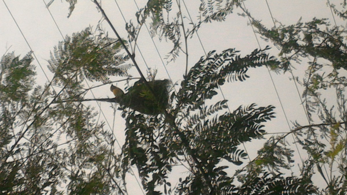 Baya Weaver - Lakshmikant Neve