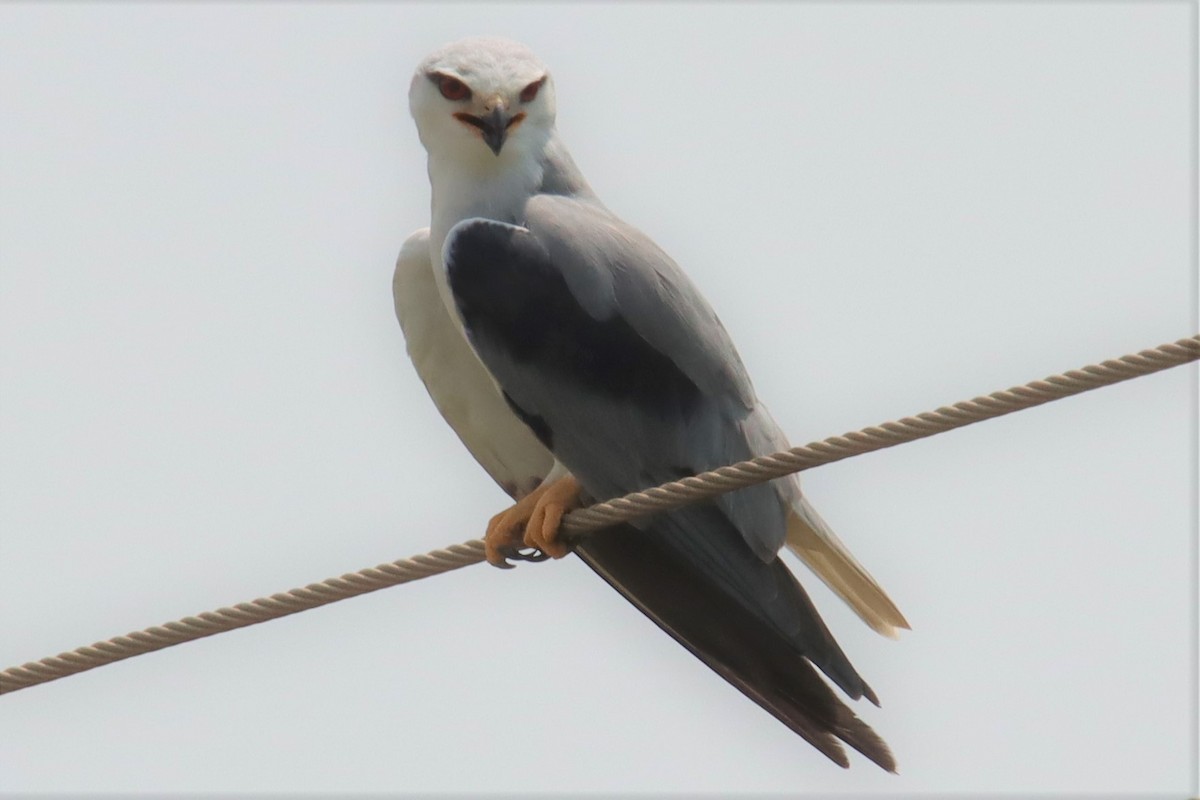 Black-winged Kite - Ajay Sarvagnam