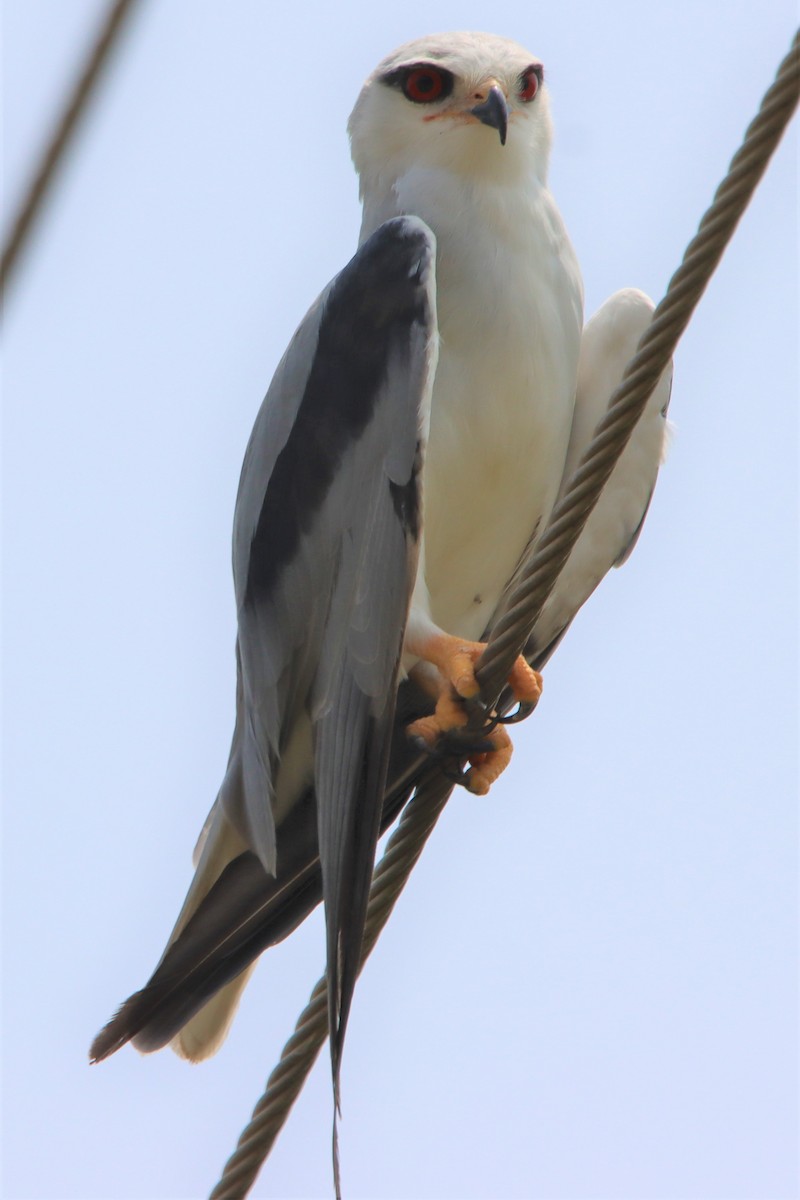 Black-winged Kite - Ajay Sarvagnam