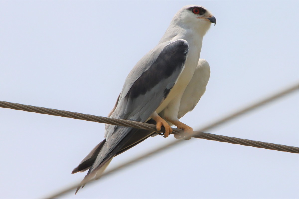 Black-winged Kite - Ajay Sarvagnam