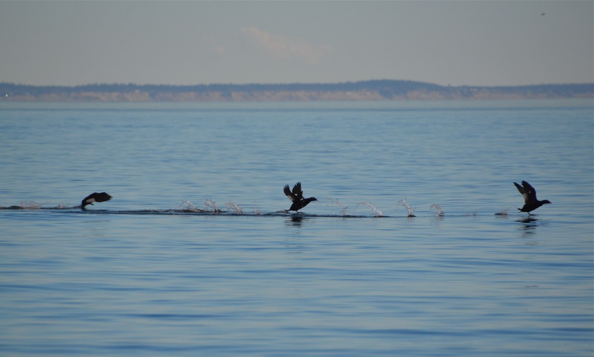 White-winged Scoter - ML36090181