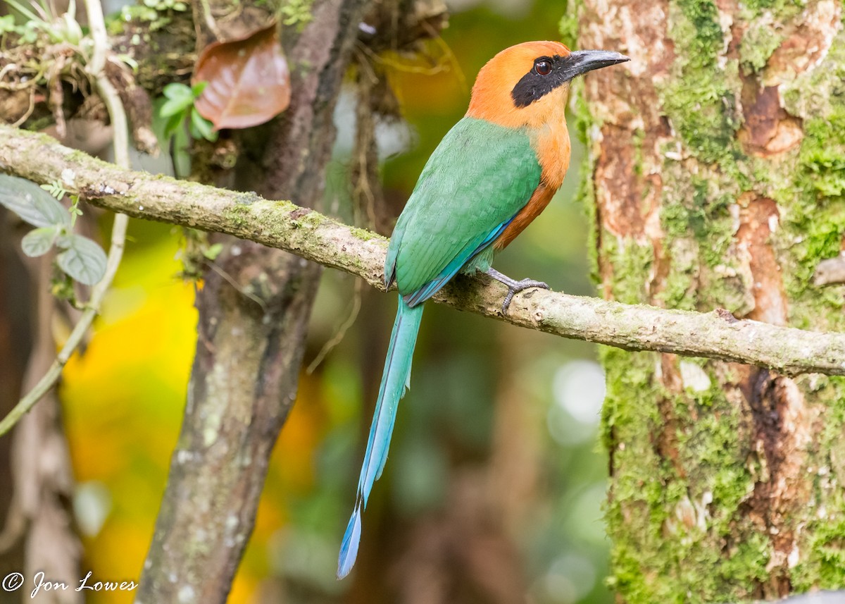 Rufous Motmot - Jon Lowes