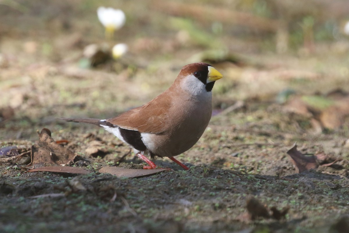 Masked Finch (White-eared) - ML360903501