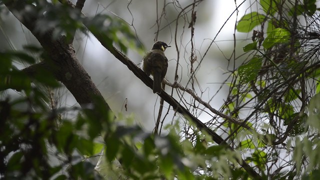 Lewin's Honeyeater - ML360904511