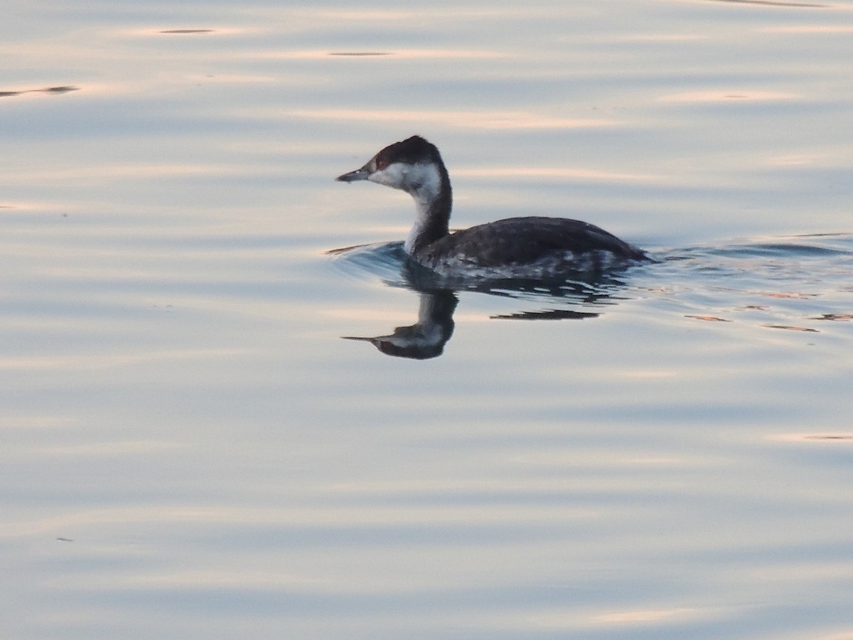 Horned Grebe - ML360904651