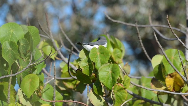 White-breasted Woodswallow - ML360905211