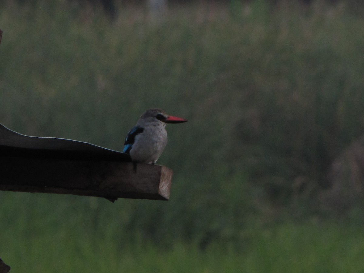 Woodland Kingfisher - ML360906791