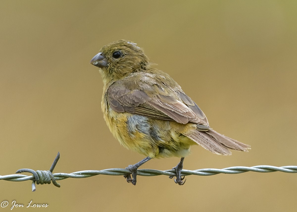 Yellow-bellied Seedeater - Jon Lowes