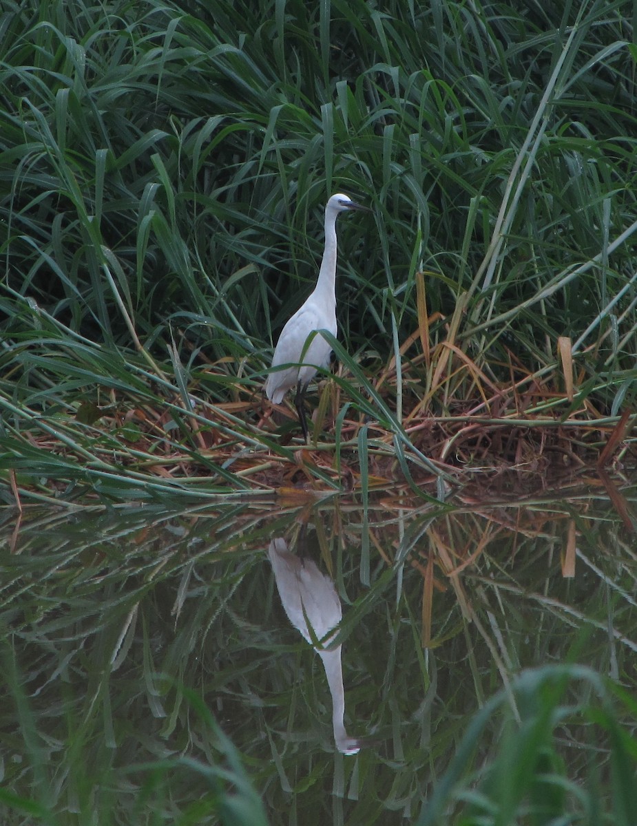 Little Egret - Henry Burton