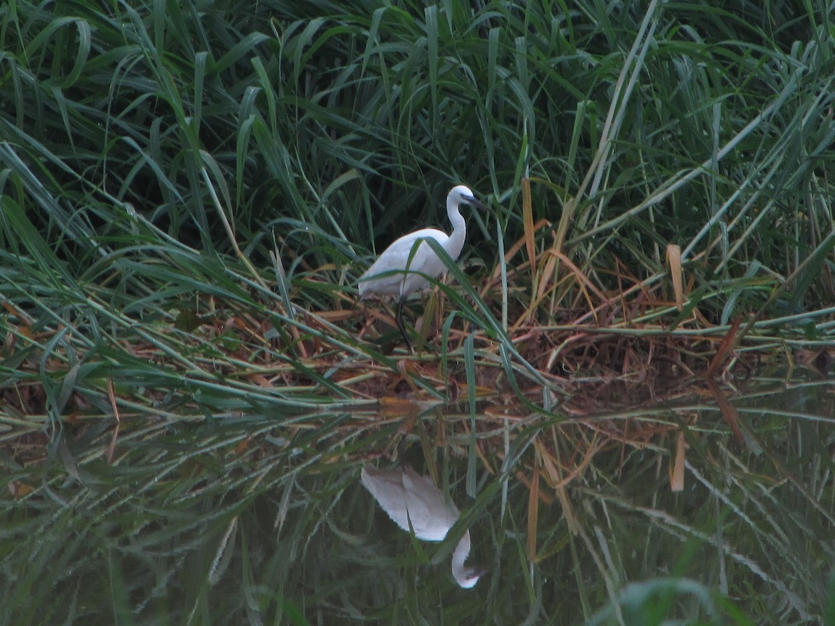 Little Egret - ML360907991