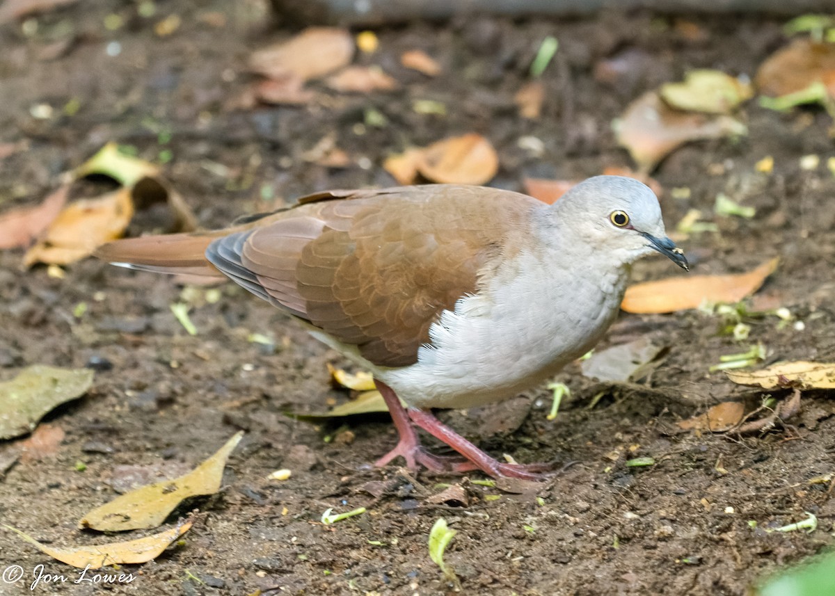 Pallid Dove - Jon Lowes