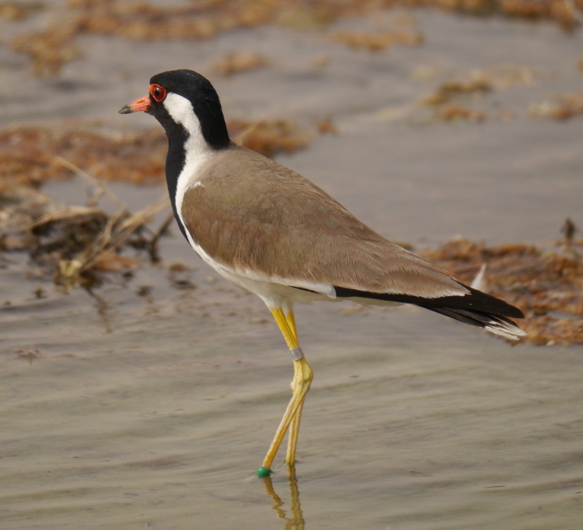 Red-wattled Lapwing - ML360909601