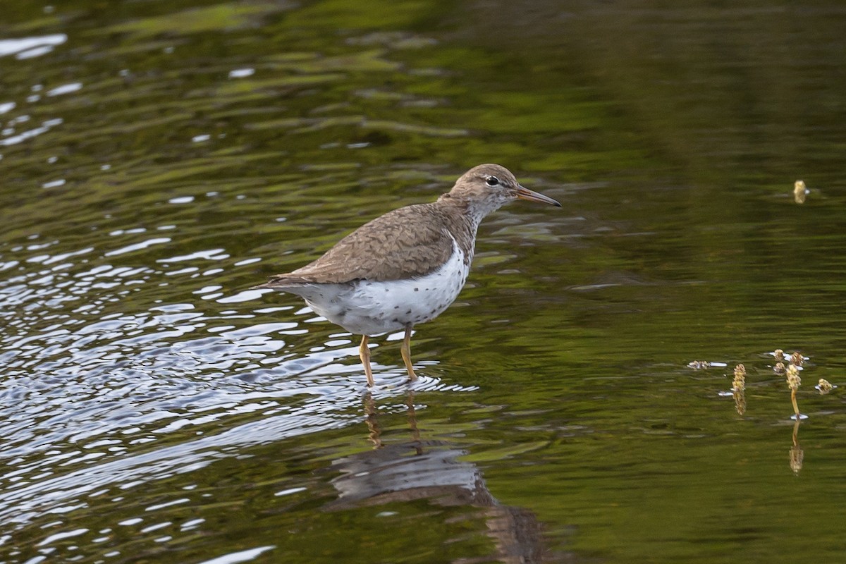 Spotted Sandpiper - ML360913611