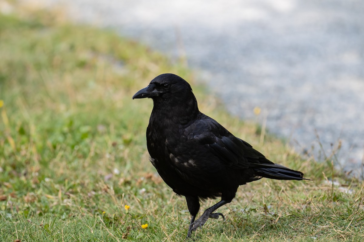 American Crow - ML360914421