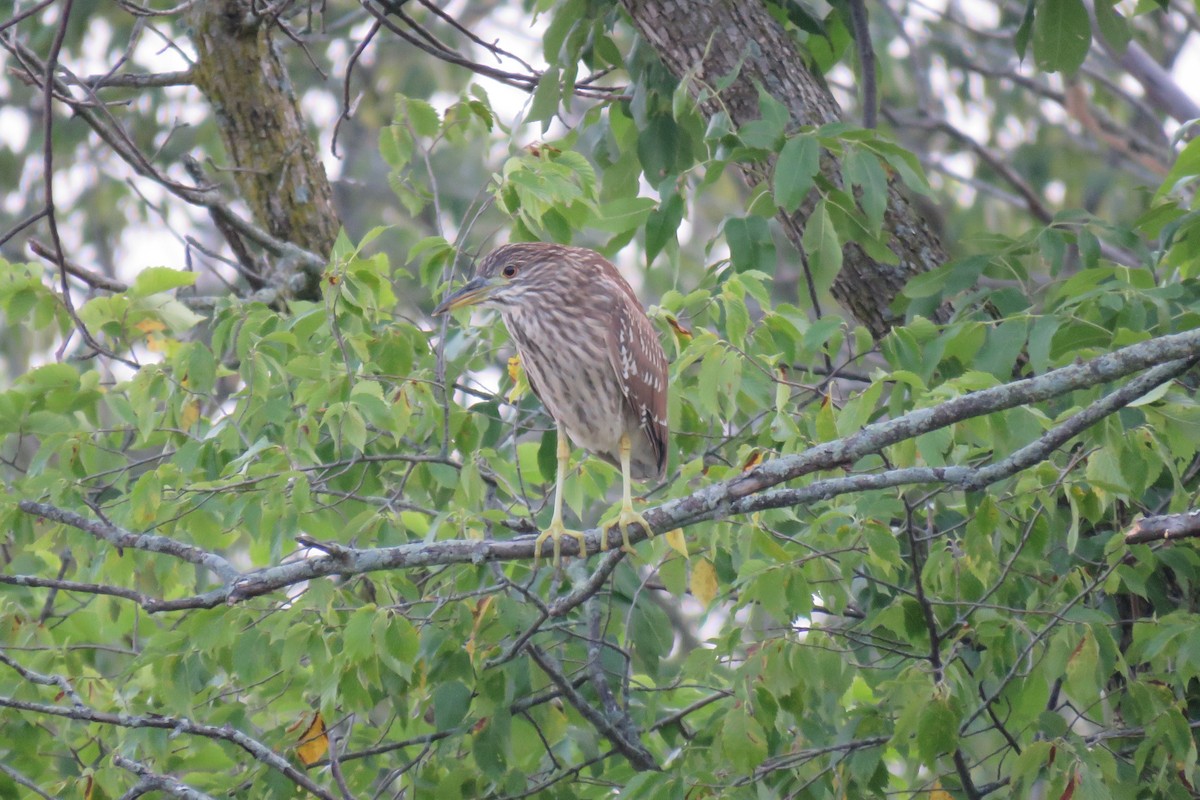 Black-crowned Night Heron - ML360918701