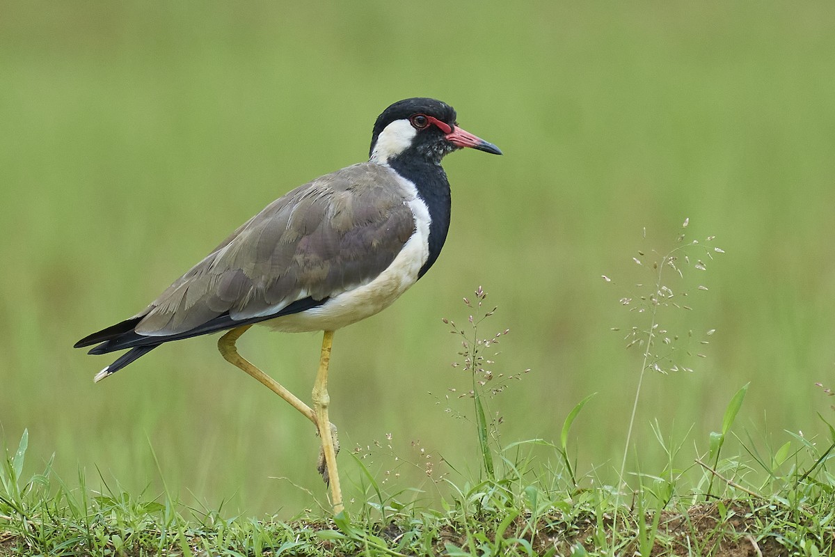 Red-wattled Lapwing - Raghavendra  Pai