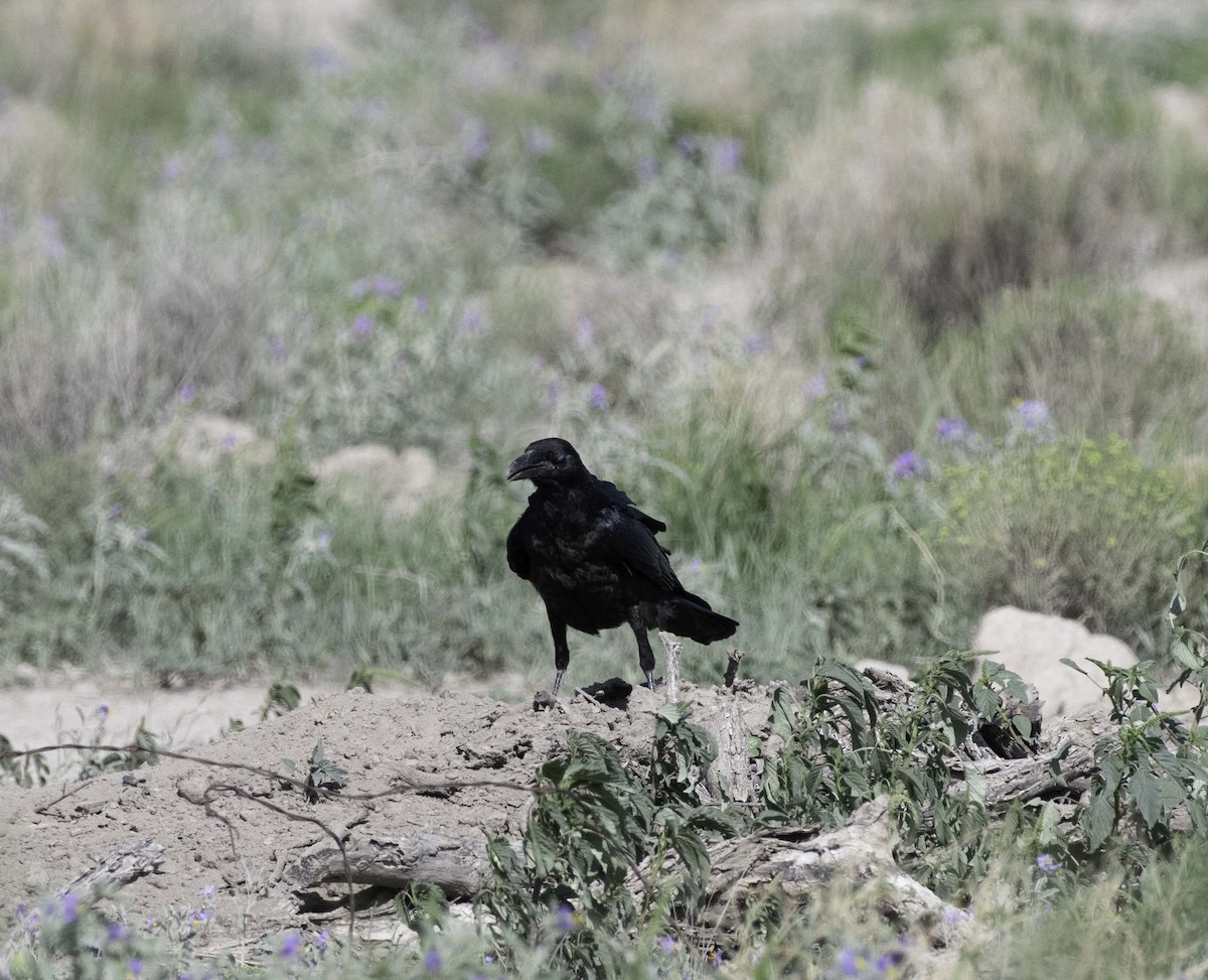 Chihuahuan Raven - ML360918871